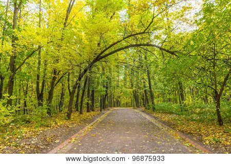 Pathway in the autumn park
