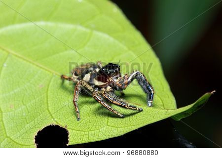 spiders