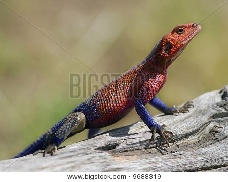 Jasne Agama
