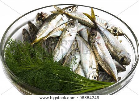 Black Sea freshly caught scads.