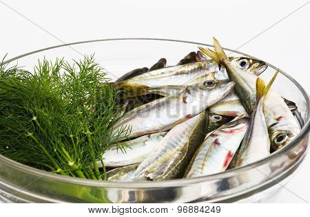 Black Sea freshly caught scads.