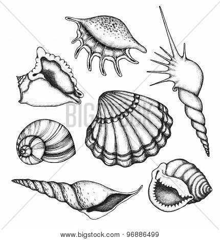 Sea shells set