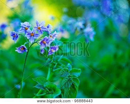 Potato Flowers