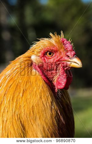 Rooster cock at organic farm