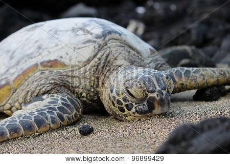 Seaturtle Hawaii