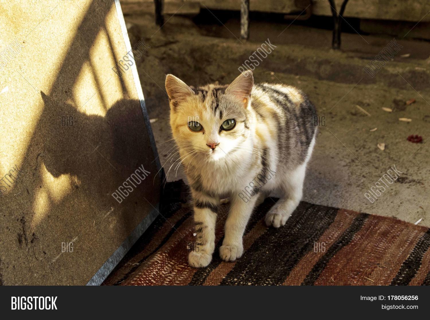 Tinypussy slike