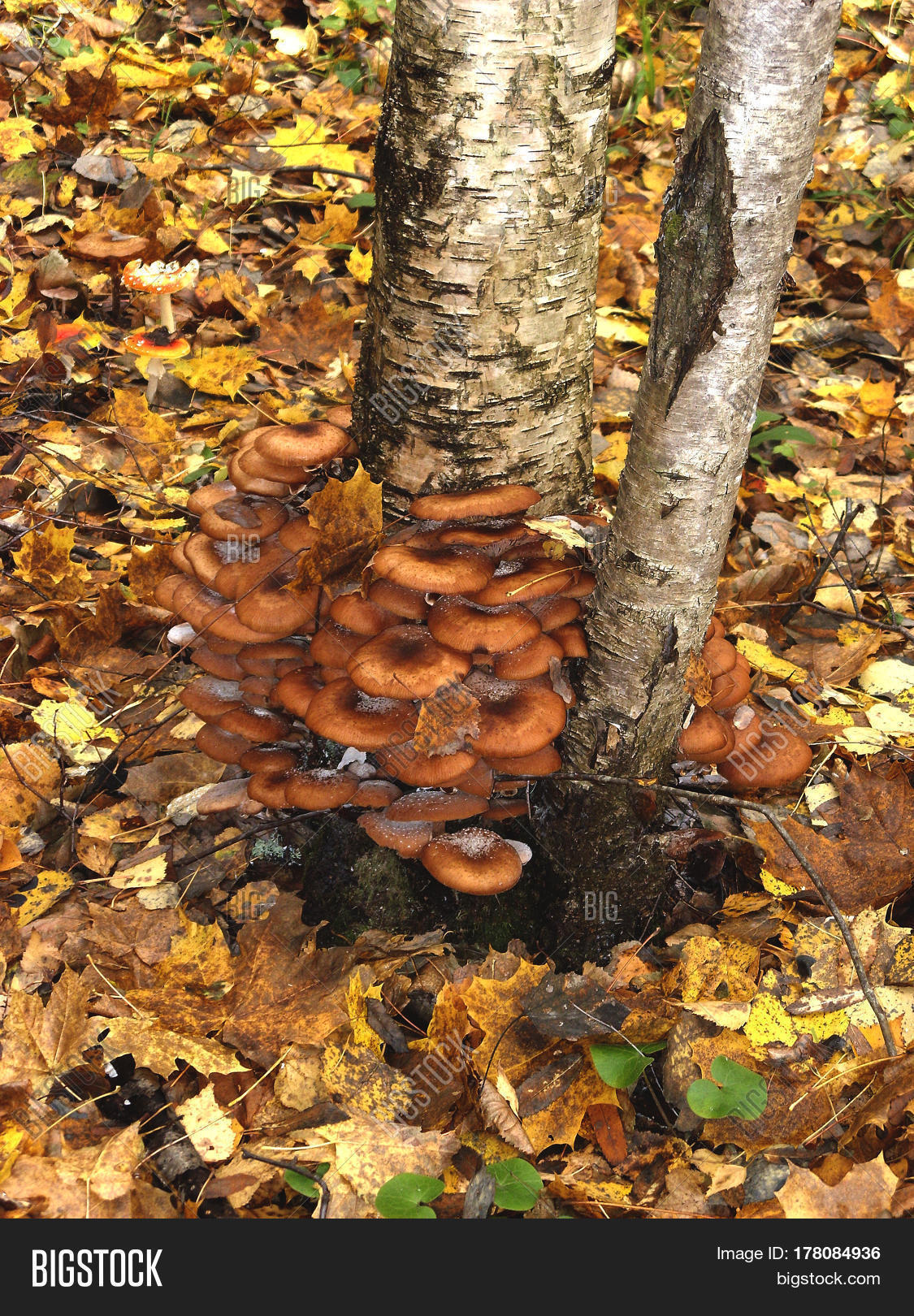 Edible Mushrooms Grow Image & Photo (Free Trial) Bigstock