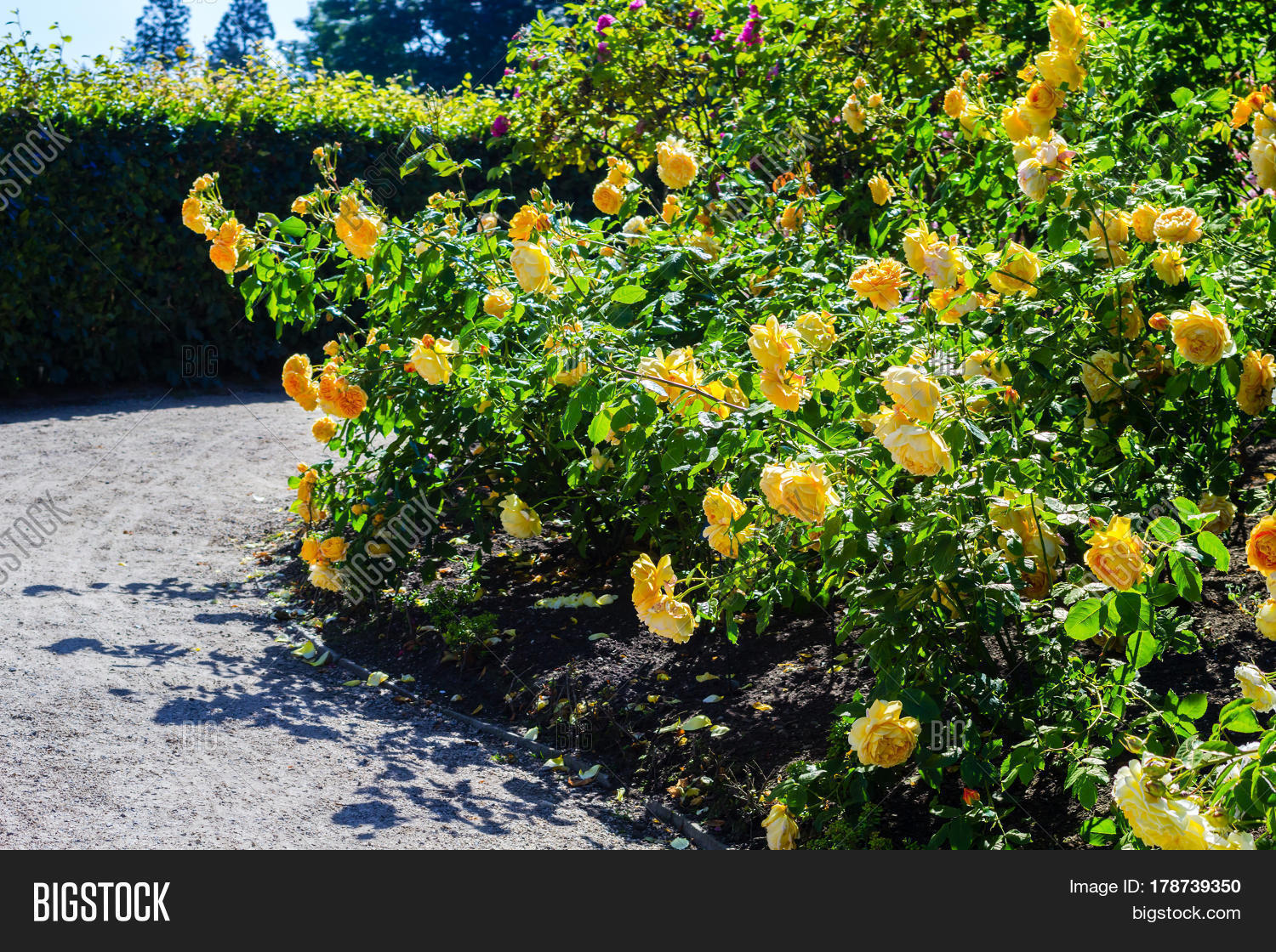 Beautiful Rose Garden Image & Photo (Free Trial) | Bigstock