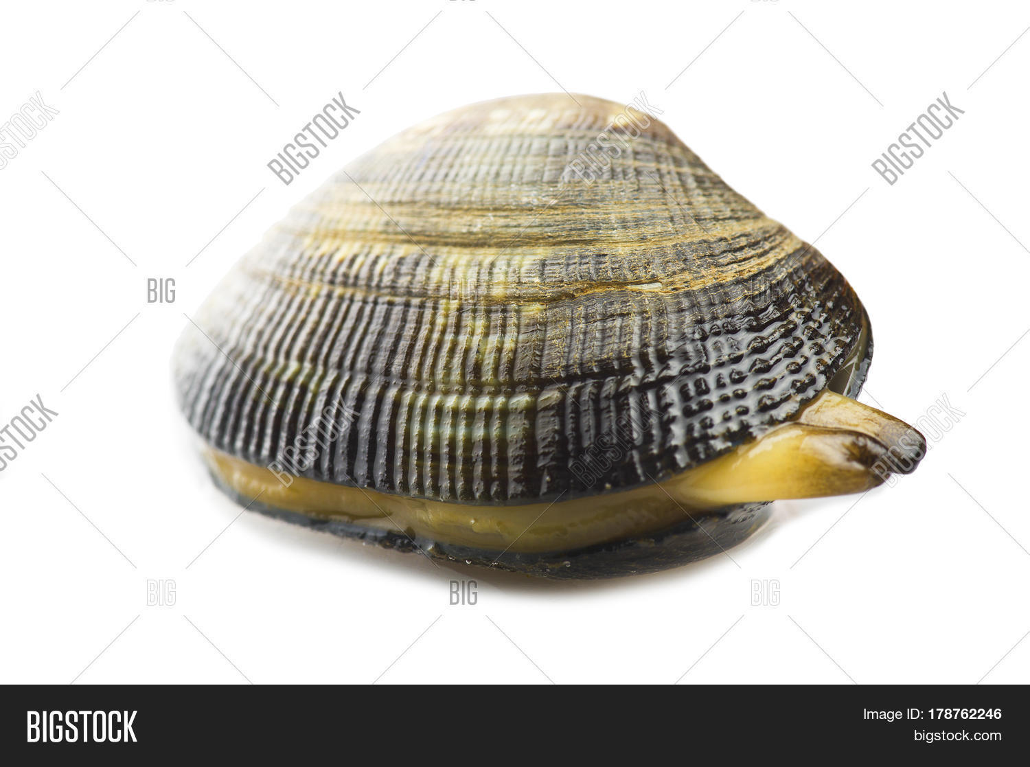 Fresh Raw Clam Close Image & Photo (Free Trial) Bigstock