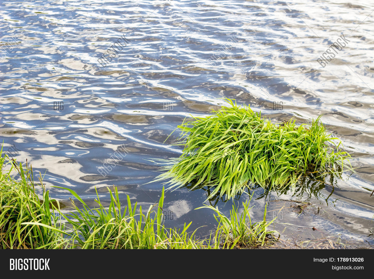 Grass Near Water Lake Image & Photo (Free Trial) Bigstock
