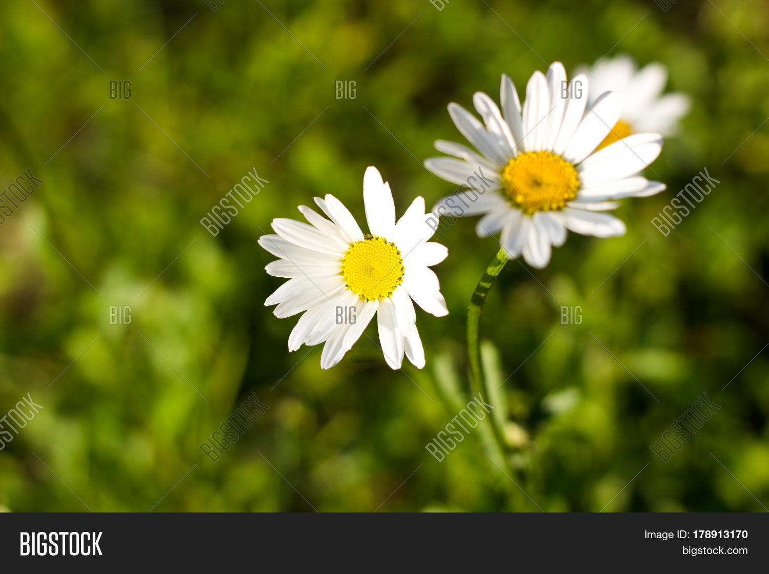Dog Daisy, Image & Photo (Free Trial) Bigstock