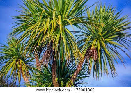 Ti kouka New Zealand cabbage palm tree, landscape with a blue sky