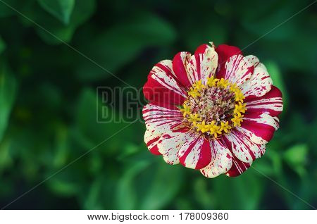 Single white and red striped zinnia flower in the vibrant garden on a warm summer evening against a lush green blurred background