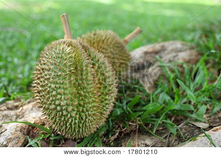 Durians