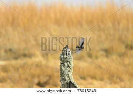 Yellow-rumped Warbler launching into flight from stump