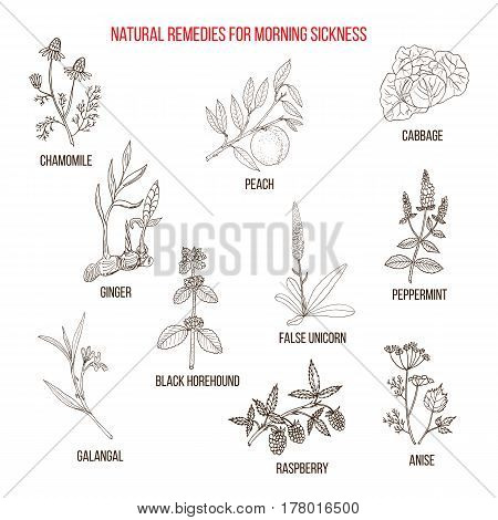 Best herbal remedies for morning sickness. Hand drawn vector set of medicinal plants