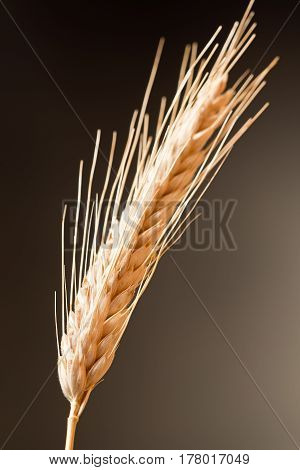 Detail Of Wheat On The Dark Background