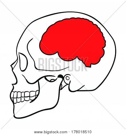 Abstract Profile of skull with brain. 3d Illustration isolated White