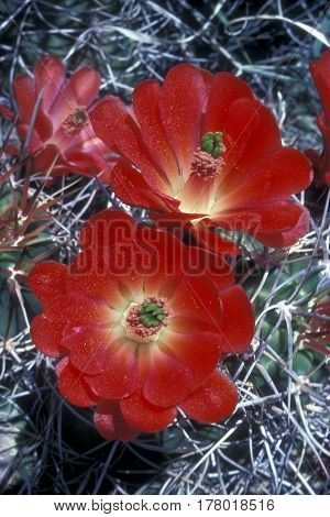 Mojave Mound Cactus, Echinocereus triglochidiatus blooming in the desert of Joshua National Monument