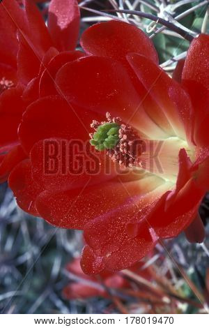 Mojave Mound Cactus, Echinocereus triglochidiatus blooming in the desert of Joshua National Monument