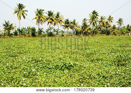 Palm Trees Taken On The Backwaters Of Kerala