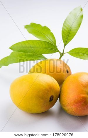 King of fruits; Alphonso yellow Mango fruit duo with stems and green leaf isolated on white background, a product of Konkan from Maharashtra - India