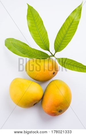 King of fruits; Alphonso yellow Mango fruit duo with stems and green leaf isolated on white background, a product of Konkan from Maharashtra - India