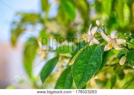 Flowers of an orange tree on a branch against the sky