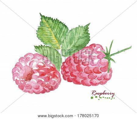 Watercolor Raspberry. Hand painted realistic illustration. Vintage design Raspberry on white background.