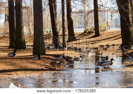 St. Petersburg-03.24.2017: ducks feeding in thawed patches after melted snow in a pine forest