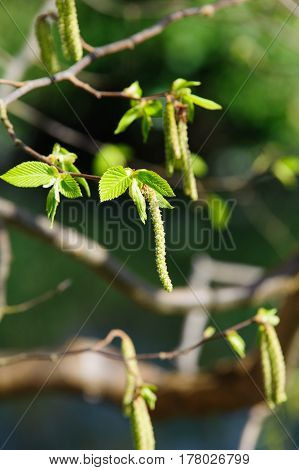 Ostrya carpinifolia buds on a spring time
