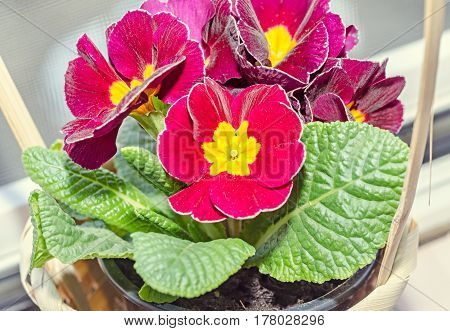 Primula Obconica Touch Me, Dark Red With Yellow Flowers, Green Leaves, Close Up Basket