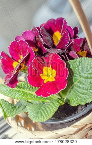Primula Obconica Touch Me, Dark Red With Yellow Flowers, Green Leaves, Close Up Basket
