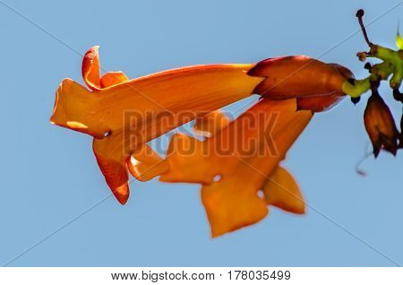 Tropical flower campis in the garden on blue sky background