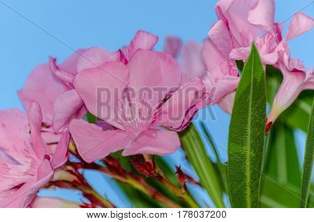 Sprig Mediterranean orchids on blue sky background