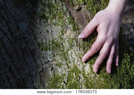Women's hands hugging a tree. Instagram effect.