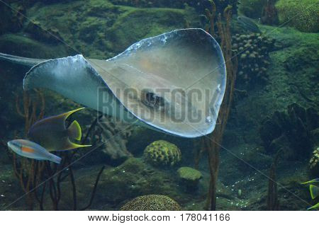 Stingray underwater moving along the ocean floor in the tropical warm waters.
