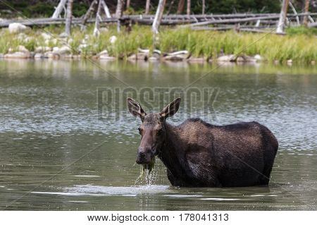 The Shiras moose in Colorado is the smallest of the moose species in North America.