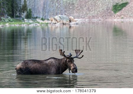 The Shiras moose in Colorado is the smallest of the moose species in North America.