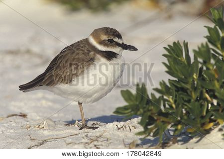 A Wilson's Plover Charadrius wilsonia standing on a beach in Florida