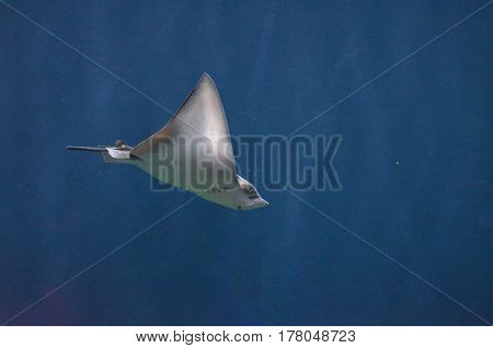 Ray gliding along underwater in the deep blue sea.