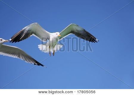 Seagull Flying In The Air
