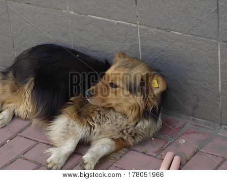 A dog with a tag on sterilization operations