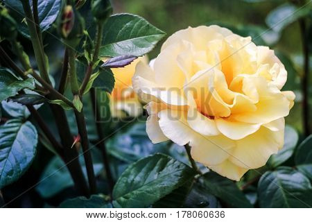 Light yellow rose on a green background