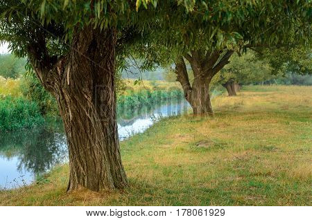Tree Near The Water Of River