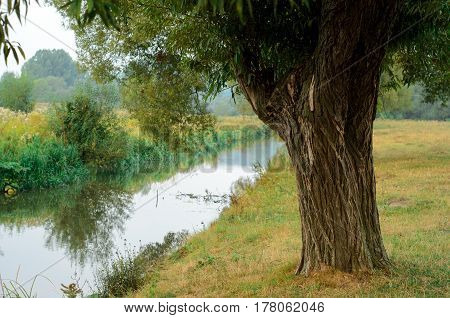 Tree Near The Water Of River