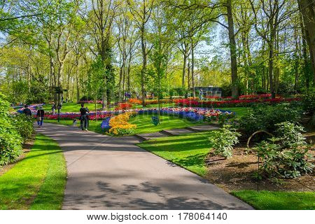 Lisse Netherlands - May 7 2016: Flower bed of colourful tulips in spring. Colorful tulips in the Keukenhof garden Holland Netherlands. Fresh blooming tulips in the spring garden. Tulip Flower Field