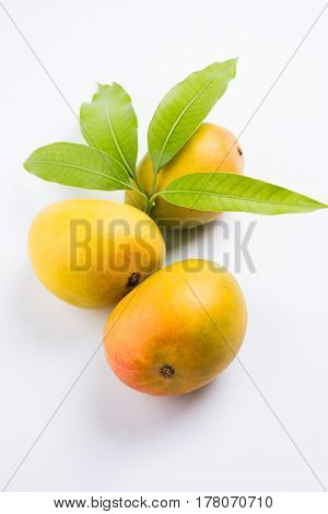 King of fruits; Alphonso yellow Mango fruit duo with stems and green leaf isolated on white background, a product of Konkan from Maharashtra - India