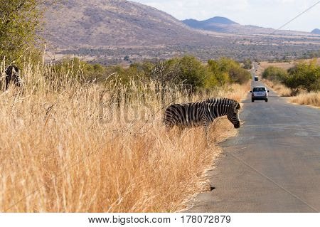 Zebra Cross The Road From South Africa, Pilanesberg National Park