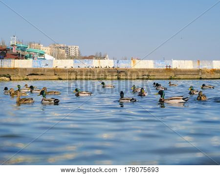 The nice ducks and seagulls on the sea